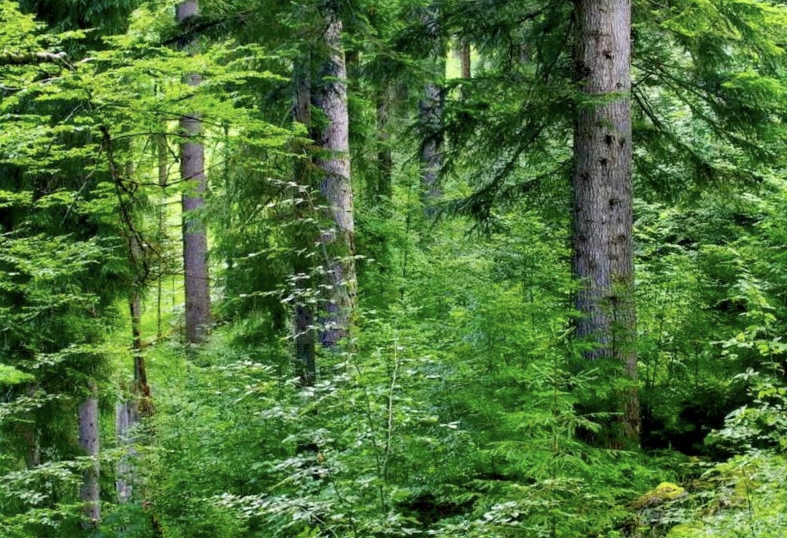 Waldgrundstueck Gemeinde Aying 01